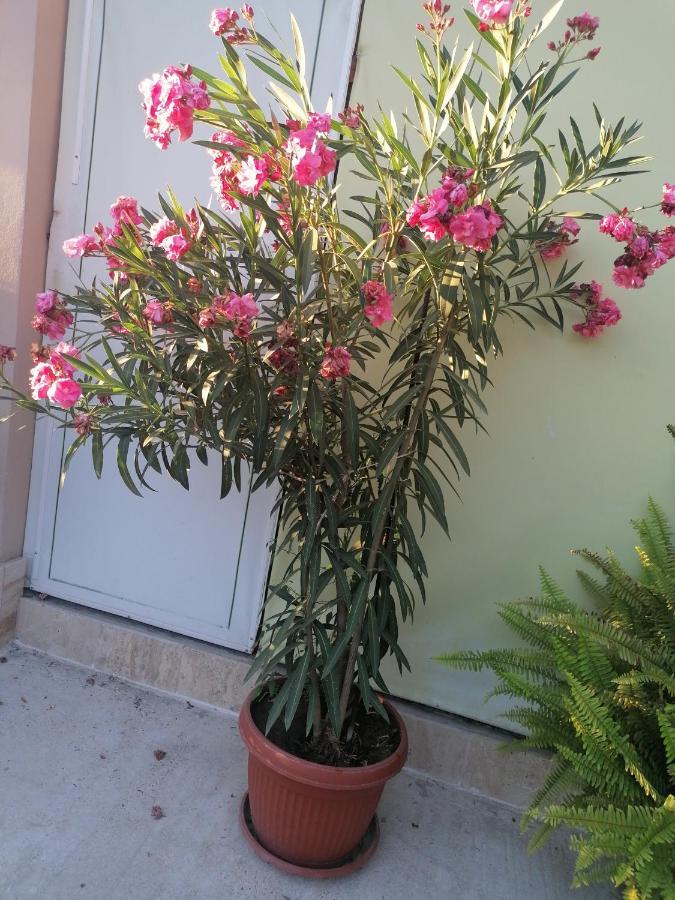 Villa Ros Guest House Svilengrad Exterior foto